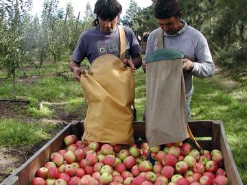 Productores de manzana