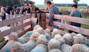 Feria de ovinos en el interior de país. Feria de ovinos en el interior de país.