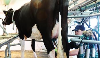 Ordeñe de vaca en tambo Ordeñe de vaca en tambo