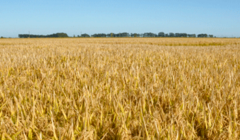 Agricultura Agricultura