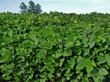 Plantación de soja