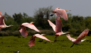 Esteros de Farrapos, Río Negro