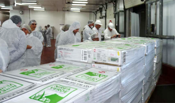Carne envasada para exportación. Carne envasada para exportación.