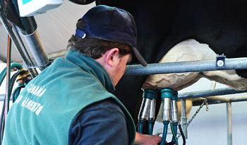 Trabajador ordeñando en tambo Trabajador ordeñando en tambo