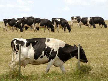 Vacas lecheras pastando