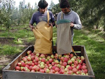 Personas trabajando en la recolección de manzana