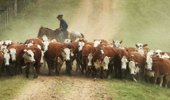 Trabajadores rurales