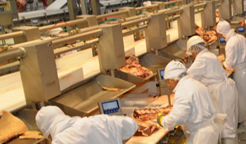 Preparando carne para exportar