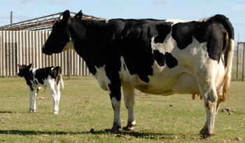 INIA reiteró recomendaciones para mejorar el manejo de ganado en eventos de sequía y déficit hídrico INIA reiteró recomendaciones para mejorar el manejo de ganado en eventos de sequía y déficit hídrico