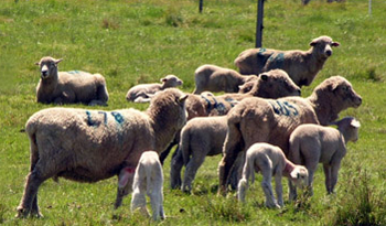 Producción ovina Producción ovina