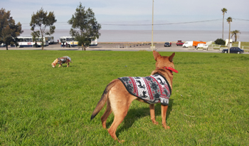 Perros en un parque montevideano