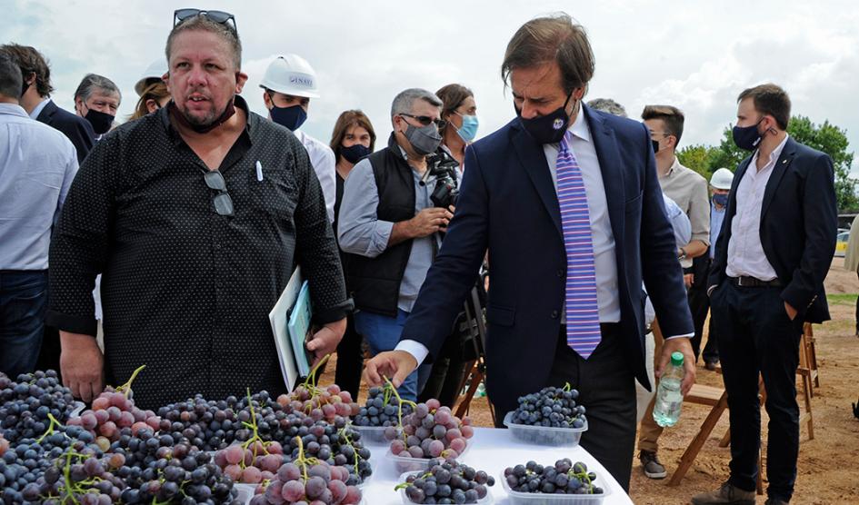 Lacalle Pou en inicio de vendimia