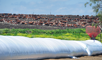 Campo con producción ganadera