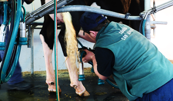 Trabajador en ordeñe Trabajador en ordeñe