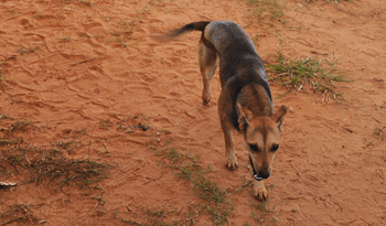 La leishmaniasis afecta a los perros, que pueden contagiar a humanos La leishmaniasis afecta a los perros, que pueden contagiar a humanos