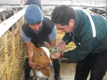 Trabajos de trazabilidad bovina