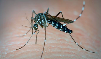 Aedes aegypti. Aedes aegypti.
