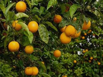 Naranjas Naranjas