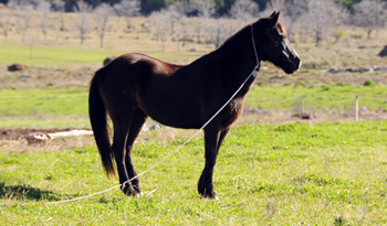 Acciones concretas contra el maltrato animal Acciones concretas contra el maltrato animal