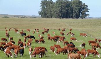 Campo con ganado