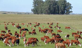 Establecimiento de producción ganadera Establecimiento de producción ganadera