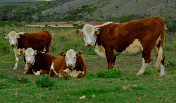 Ganado en el campo Ganado en el campo