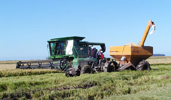 Siembra de granos en Uruguay Siembra de granos en Uruguay