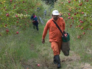 Trabajador cosechando manzanas Trabajador cosechando manzanas