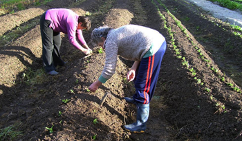 Productores del proyecto de huerta orgánica de Florida Productores del proyecto de huerta orgánica de Florida