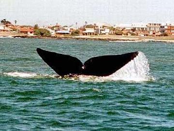 Caudal de ballena franca en La Paloma - Primavera de 2003. Fuente: Organización para la Conservación de Cetáceos - Uruguay Caudal de ballena franca en La Paloma - Primavera de 2003. Fuente: Organización para la Conservación de Cetáceos - Uruguay