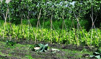 La fruticultura uruguaya incrementó su cobertura de seguros del 20% al 80% La fruticultura uruguaya incrementó su cobertura de seguros del 20% al 80%