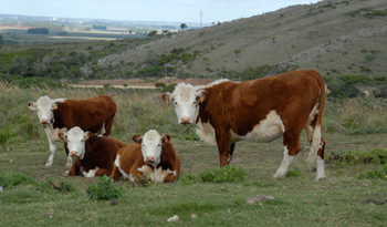 Cría de ganado Cría de ganado
