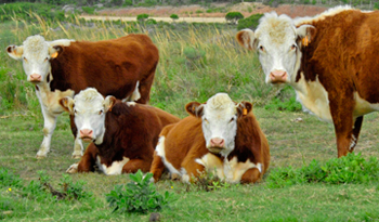 Mejora en trazabilidad animal de acuerdo a informe de la “Misión de Evaluación de Seguimiento PVS – Uruguay”