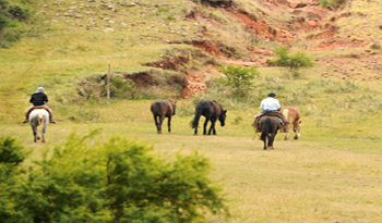 Sector agropecuario recaudó 316 millones de dólares en 2014 Sector agropecuario recaudó 316 millones de dólares en 2014