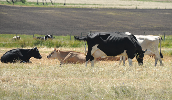 Beneficios para productores ganaderos Beneficios para productores ganaderos