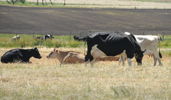 Beneficios para productores ganaderos