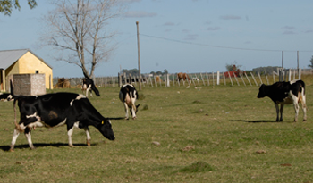 Producción agropecuaria