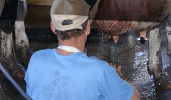 Trabajador en producción lechera