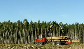 La industria forestal en crecimiento
