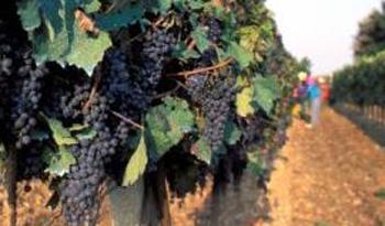 Viñedo Viñedo