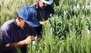 Trabajadores en tareas agrícolas Trabajadores en tareas agrícolas