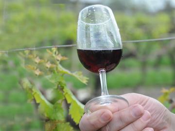 Copa de vino Copa de vino
