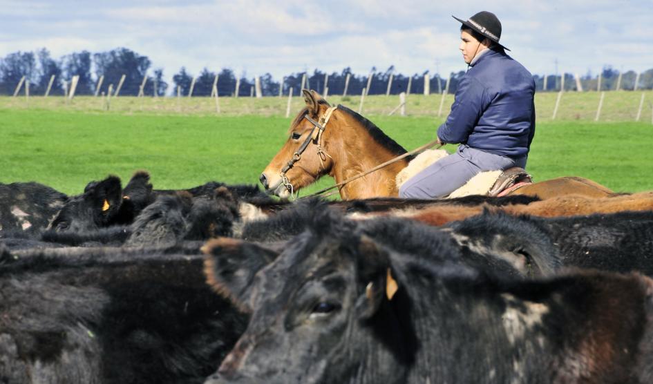 Joven a caballo arreando ganado