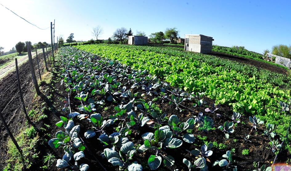 Producción agrícola