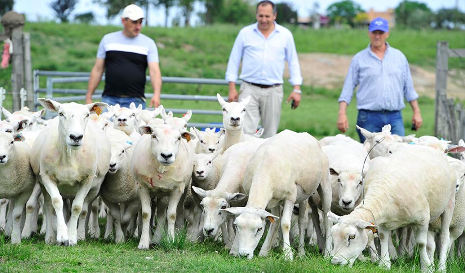 Productores con ovejas
