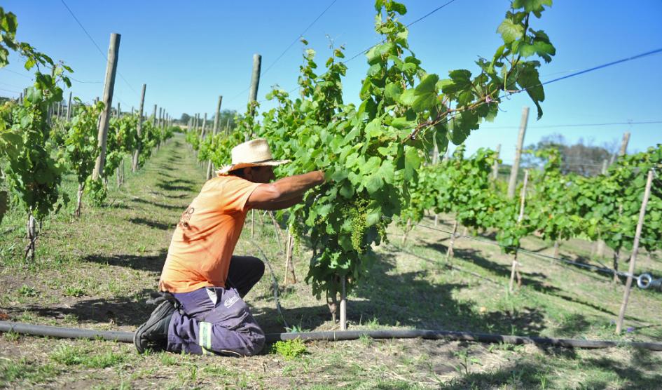 productor hortícola
