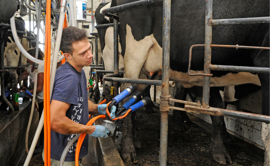 Colonización disminuye 12% la renta para colonos lecheros del norte del país Productor lechero ordeña una vaca en un tambo