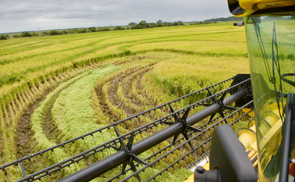 Poder Ejecutivo acuerda con sector arrocero un instrumento financiero para apoyar a 400 productores Máquina cosecha arroz en un campo