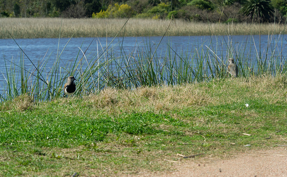 Dos teros parados frente a una laguna