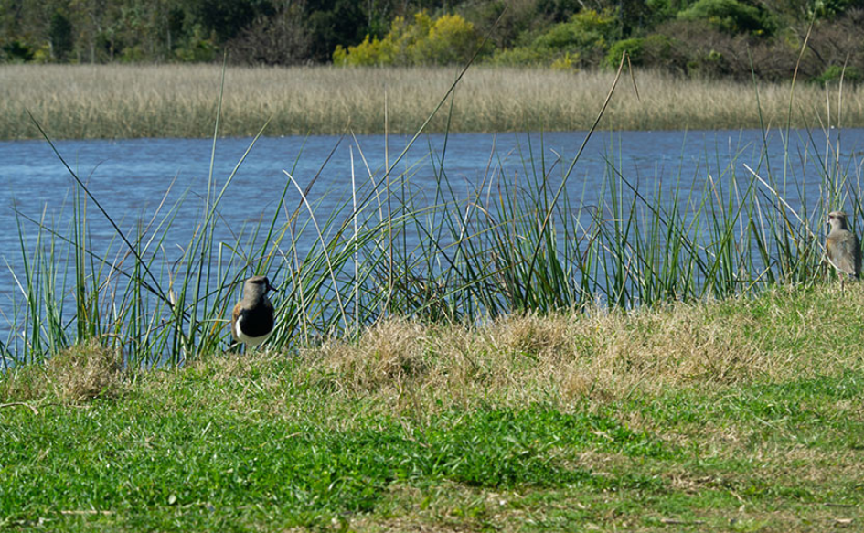 Tero parado al borde de una laguna